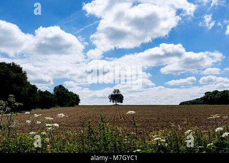 Einsamer Baum auf einem Bauernfeld Trent Park LONDON UK Stockfoto