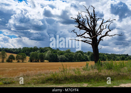 Eine Landschaft geschossen von einem alten verwitterten Baum auf Ackerland neben Trent Park, Hertfordshire, Großbritannien Stockfoto