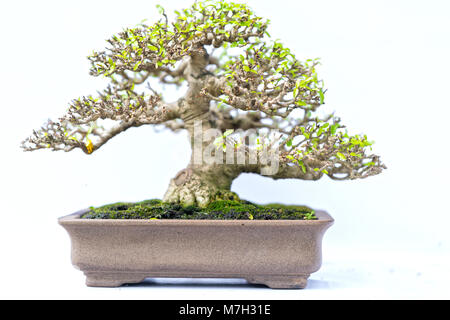 Grün alter Bonsai auf weißem Hintergrund in einer Topfpflanze in Gestalt der Stammzellen isoliert ist so geformt, dass Handwerker schöne Kunst in der Natur erstellen. Stockfoto