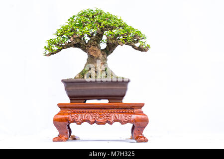 Grün alter Bonsai auf weißem Hintergrund in einer Topfpflanze in Gestalt der Stammzellen isoliert ist so geformt, dass Handwerker schöne Kunst in der Natur erstellen. Stockfoto