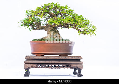 Grün alter Bonsai auf weißem Hintergrund in einer Topfpflanze in Gestalt der Stammzellen isoliert ist so geformt, dass Handwerker schöne Kunst in der Natur erstellen. Stockfoto