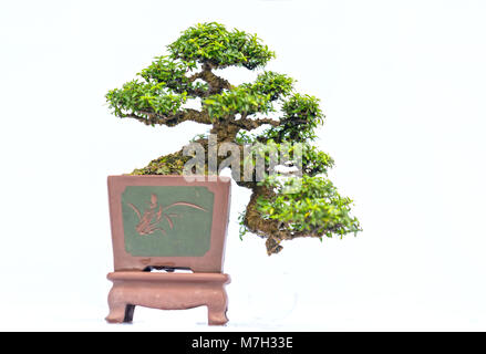 Grün alter Bonsai auf weißem Hintergrund in einer Topfpflanze in Gestalt der Stammzellen isoliert ist so geformt, dass Handwerker schöne Kunst in der Natur erstellen. Stockfoto