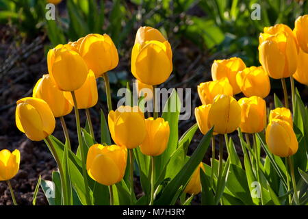 Gelbe Tulpen im Garten im Frühling; vivid Sonnenschein; Konzept des neuen Lebens Stockfoto