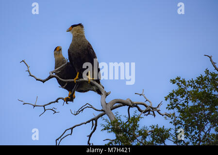 Southern crested Karakara in einem Baum gehockt innerhalb der Torres del Paine Nationalpark, Chile Stockfoto