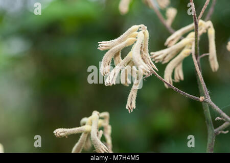 Gelbe Kangaroo Paw, Gul kängurutass (Anigozanthos flavidus) Stockfoto