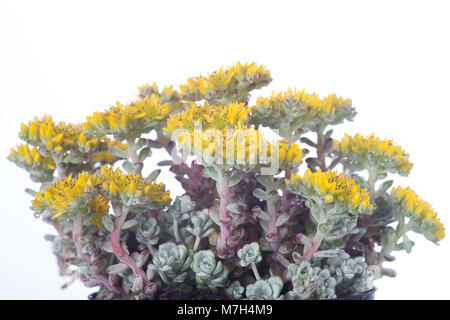 "Cape Blanco", Kalifornisk fetknopp Breitblättrige Fetthenne (Sedum spathulifolium) Stockfoto