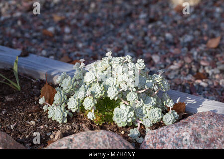 "Cape Blanco", Kalifornisk fetknopp Breitblättrige Fetthenne (Sedum spathulifolium) Stockfoto