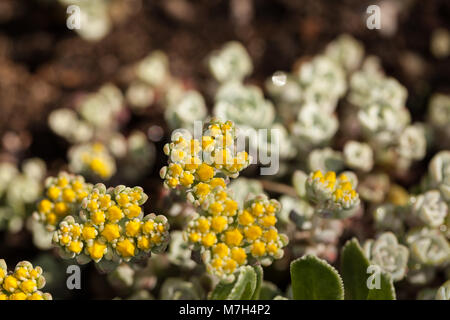 "Cape Blanco", Kalifornisk fetknopp Breitblättrige Fetthenne (Sedum spathulifolium) Stockfoto