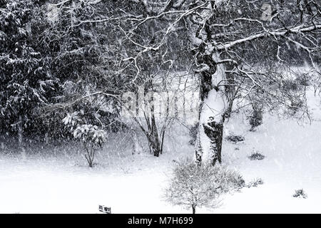 Schnee Szene, einem Baum und bushhes und Sträucher hinter sind mit Schnee bedeckt, dicken Schnee auf dem Boden und Schneeflocken fallen, schwarz-weiß Foto Stockfoto