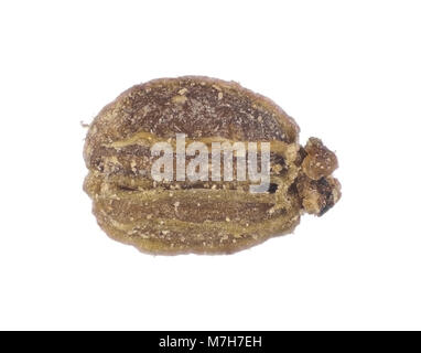 Sellerie Samen (Größe ca. 1,5 mm) auf weißem Hintergrund, Licht Schliffbild Stockfoto