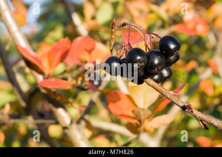 Selektiver Fokus auf reife Aronia Beeren auf einem Busch im Herbst Farben Stockfoto