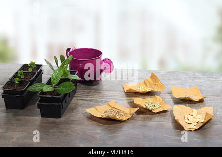Junge Pflanzen, Samen und Gießkanne im Gewächshaus; Stockfoto
