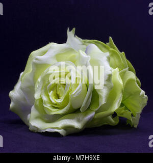 Gelbe Rose auf dem schwarzen Hintergrund isoliert. Künstliche Seidenblumen Stockfoto