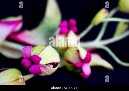 Strauß gelber Rosen mit Knospen mit roten Blumen auf schwarzem Hintergrund Stockfoto