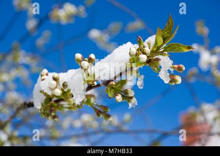 Flowering cherry Früchte Zweige mit Schnee bedeckt Stockfoto