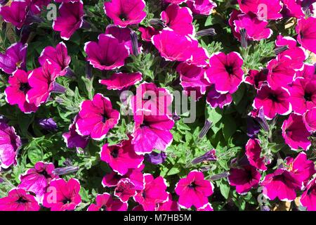 Nahaufnahme der Blüte rosa Petunia Hybrida Blumen Stockfoto