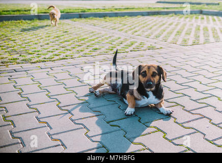 Auf obdachlosen Hund in der Nähe auf der Straße Stockfoto