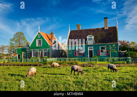 Schafe weiden in der Nähe von Bauernhäusern im Museumsdorf Zaanse Stockfoto