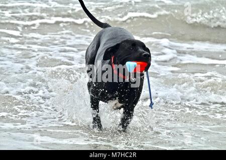 Schwarz Pit Bull spielen bei Hund Strand Stockfoto