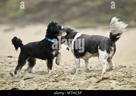 Kleine Hunde treffen am Strand Stockfoto