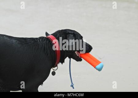 Schwarzer Schäferhund spielen holen im Ozean Stockfoto