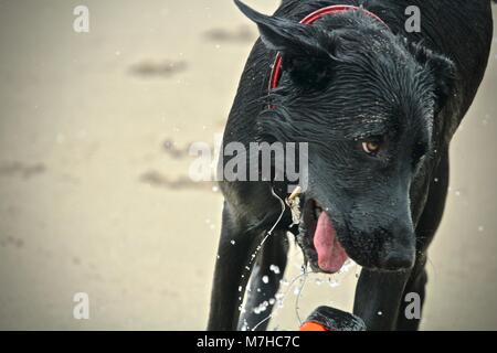 Nahaufnahme der Schwarzen Schäferhund spielen holen am Strand Stockfoto