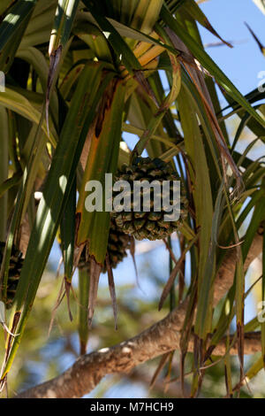 Schraube pine Obst Pandanus utilis wächst an einem Baum im Südosten von Florida, kann aber auch in Madagaskar gefunden werden Stockfoto