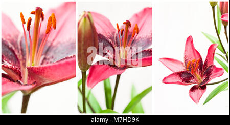 Purple Lily auf weißem Hintergrund Stockfoto