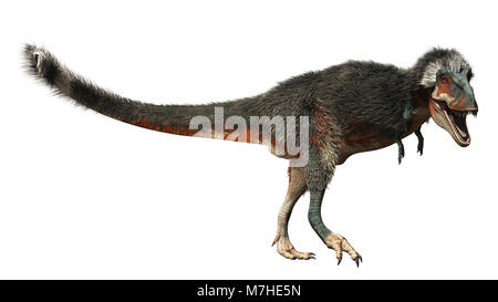 Daspletosaurus Dinosaurier auf weißem Hintergrund. Stockfoto