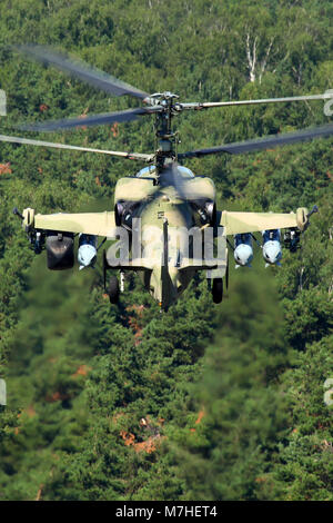 Ka-52 Alligator Kampfhubschrauber der russischen Luftwaffe fliegt über Baumkronen. Stockfoto
