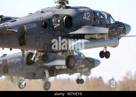 Paar Ka-52 Alligator Kampfhubschrauber der russischen Luftwaffe. Stockfoto