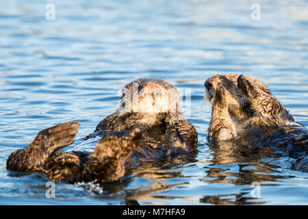 2 weibliche Seeotter in Morro Bay Stockfoto