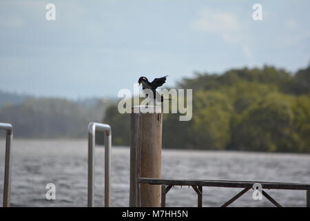 Kormoran auf dem Pfosten mit Blick auf den Fluss, die Flügel flatternd, um das Wasser abzulassen und auszutrocknen Stockfoto