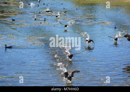 Das Rennen geht los, Flug der hungrigen Wasserhennen, Vogelfüße und -Flügel, die das Wasser im See überschwemmen, während sie in Richtung der Nahrungsquelle fliegen Stockfoto