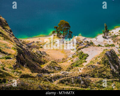 Erstaunliche Baum entlang der Lagune Quilotoa Shoreline, vulkanischen Kratersee in Ecuador Stockfoto