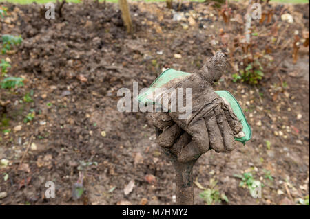 Folgen der Gartenarbeit in extrem schweren Lehm lehmiger Erde, schwere Gartenarbeit Gabel in Erde bedeckt und Schlammigen, schmutzige zusammengebacken in Schlamm Schlamm Stockfoto