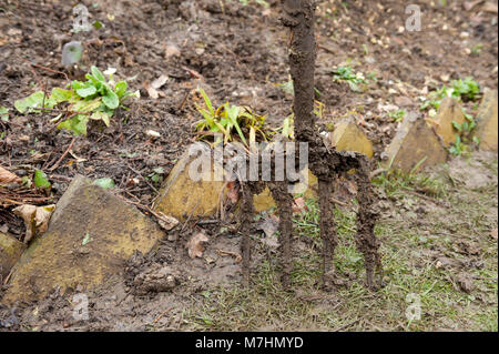 Folgen der Gartenarbeit in extrem schweren Lehm lehmiger Erde, schwere Gartenarbeit Gabel in Erde bedeckt und Schlammigen, schmutzige zusammengebacken in Schlamm Schlamm Stockfoto