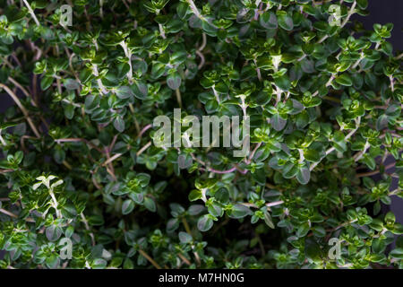 Frisch wachsenden Citrus Thymian Hintergrund von oben Stockfoto