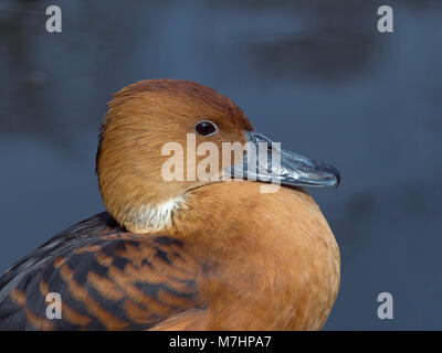 Fulvous Baum ente Dendrocygna bicolor Stockfoto