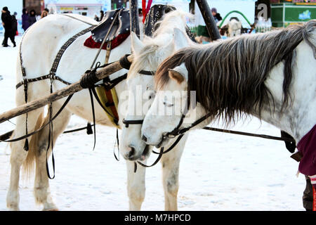 Zwei weissen Pferden küssen. Stockfoto