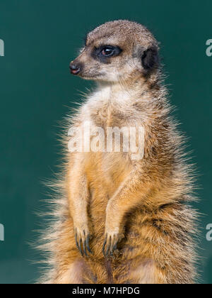 Erdmännchen oder erdmännchen Suricata suricatta Stockfoto