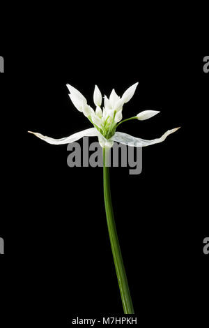 Bärlauch - Allium ursinum - Dorset England UK GB, fotografiert auf einem schwarzen Hintergrund. Stockfoto