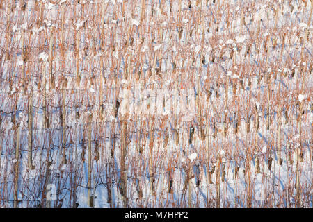 Die Weinberge des Barolo, Asti, Cuneo, Piemont, Italien, Europa Stockfoto
