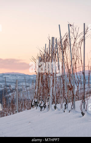 Die Weinberge des Barolo, Asti, Cuneo, Piemont, Italien, Europa Stockfoto