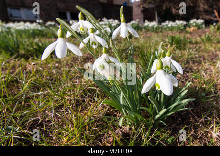 Schönen weißen Schneeglöckchen (Galanthus nivalis) Blüte im Frühling im Park. Die ersten Frühlingsblumen. Stockfoto