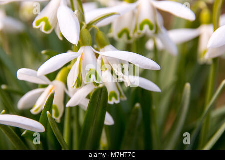 Schönen weißen Schneeglöckchen (Galanthus nivalis) Blüte im Frühling im Park. Die ersten Frühlingsblumen. Stockfoto