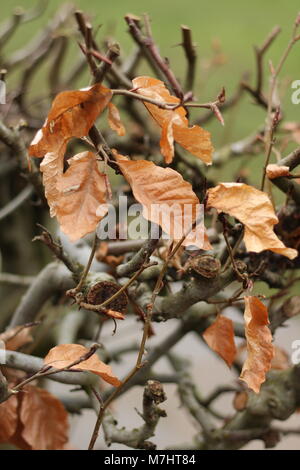 Herbstliche Farben - Golden Brown & rostbraune Blätter auf einem Buche Hecke im Winter. Stockfoto
