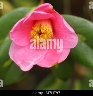 Nach einem Bann von Regen und ein Besuch im Garten, Regentropfen fielen von die Blütenblätter der schönen Camellia sasanqua (Mädchen). Stockfoto