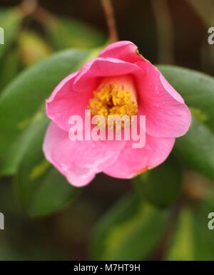 Nach einem Bann von Regen und ein Besuch im Garten, Regentropfen fielen von die Blütenblätter der schönen Camellia sasanqua (Mädchen). Stockfoto