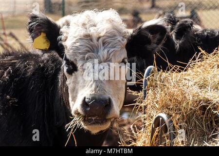 Kuh frisst Heu. Tierhaltung auf einem Bauernhof der Familie. Detail der Kopf der Kuh. Die ökologische Landwirtschaft Stockfoto